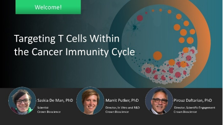 Targeting T Cells Within the Cancer Immunity Cycle
