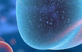 thumb-factsheet-3d-ex-vivo