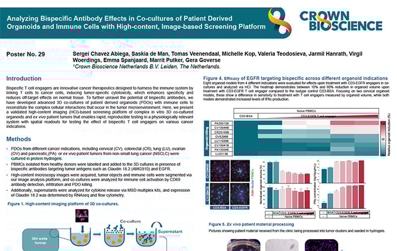 CICON 2025 Poster 29: Analyzing Bispecific Antibody Effects in Co-cultures of Patient Derived Organoids and Immune Cells with...