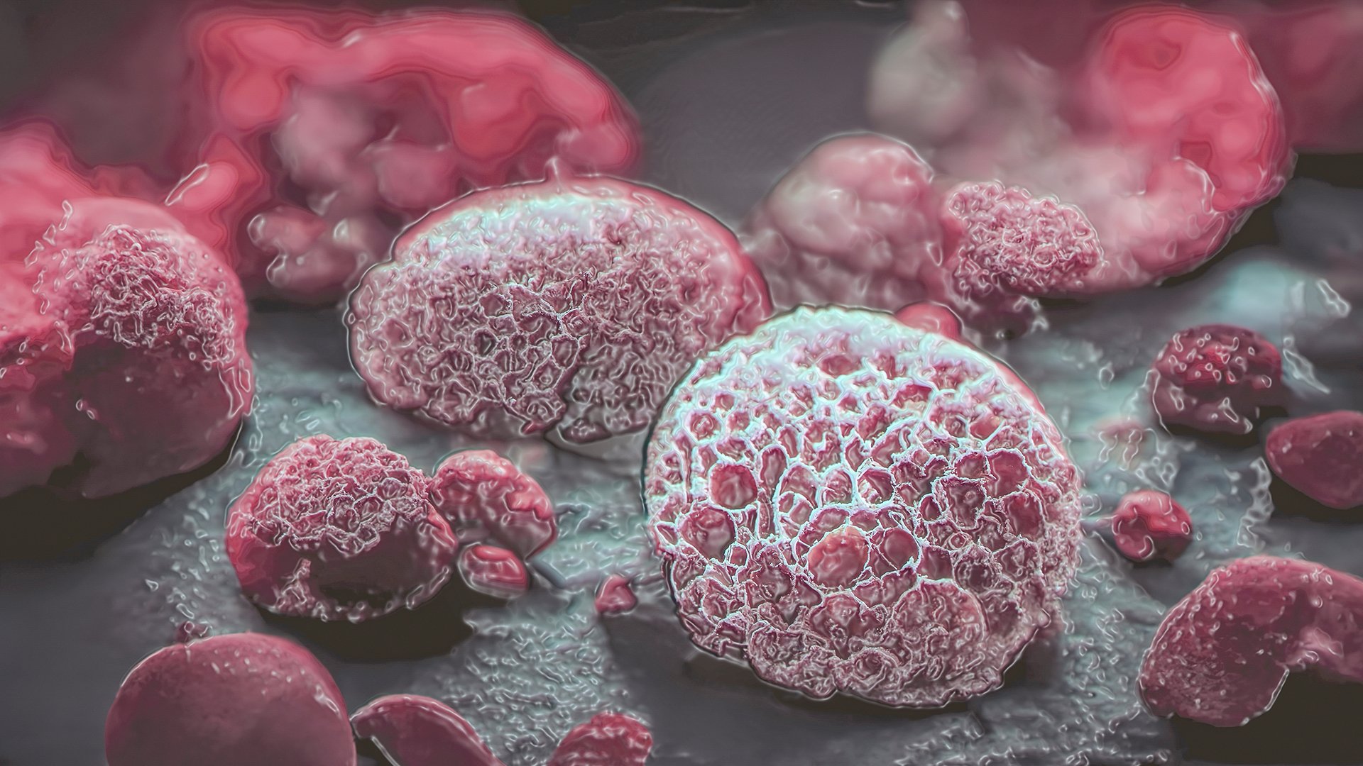 De-risking CDX Models in Humanized Mice