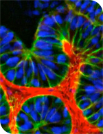 Transforming Drug Discovery with 3D Adult Stem Cell Organoids and High Content Imaging