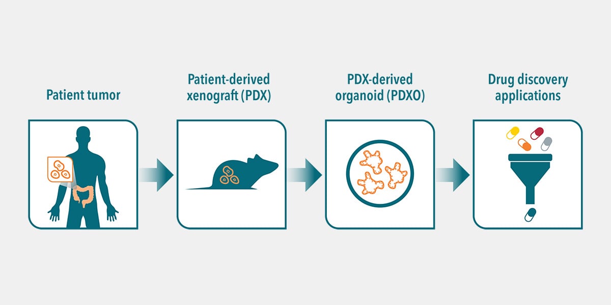 What are PDX-Derived Organoids (PDXOs)?