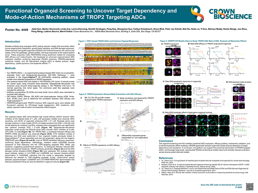 AACR 2026 Poster 4449: Functional Organoid Screening Uncovers Target Dependency and Bystander Killing in TROP2 ADCs