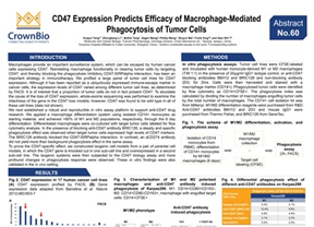 CIMT18 Abstract 60: In Vitro Assay Platform to Test Anti-CD47 Agents
