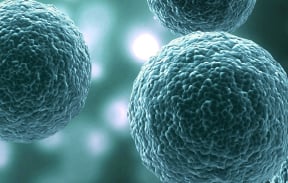 HCC827 NSCLC Cell Line Derived Xenograft Model