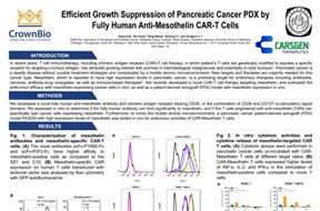 Using PDX for In Vivo CAR-T Cell Therapy Assessment