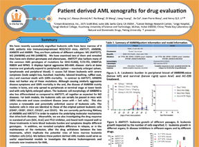 Patient-Derived AML Xenografts for Drug Evaluation
